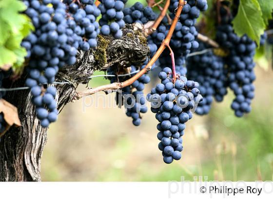 GRAPPE DE RAISIN ROUGE, CEPAGE CABERNET , AOC  MONTAGNE SAINT EMILION, VIGNOBLE DE BORDEAUX,  MONTAGNE, GIRONDE, AQUITAINE. (33V39110.jpg)