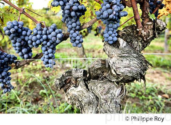 GRAPPE DE RAISIN ROUGE, CEPAGE CABERNET FRANC,  VIGNOBLE  AOC  MONTAGNE SAINT-EMILION, MONTAGNE, GIRONDE,AQUITAINE,  FRANCE. (33V39112.jpg)