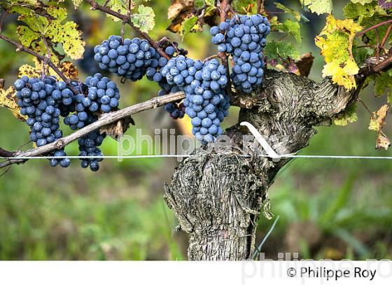 GRAPPE DE RAISIN ROUGE, CEPAGE CABERNET FRANC,  VIGNOBLE  AOC  MONTAGNE SAINT-EMILION, MONTAGNE, GIRONDE,AQUITAINE,  FRANCE. (33V39113.jpg)