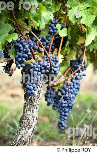 GRAPPE DE RAISIN ROUGE, CEPAGE CABERNET , AOC  MONTAGNE SAINT EMILION, VIGNOBLE DE BORDEAUX,  MONTAGNE, GIRONDE, AQUITAINE. (33V39116.jpg)