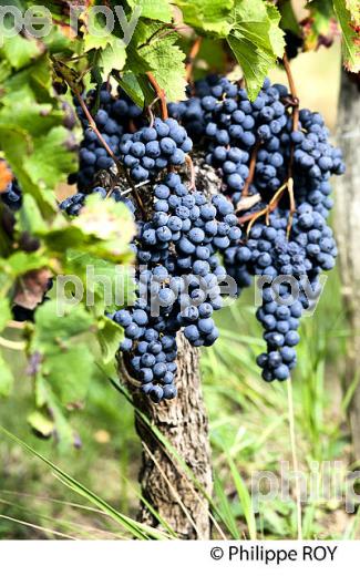 GRAPPE DE RAISIN ROUGE, CEPAGE CABERNET , AOC  MONTAGNE SAINT EMILION, VIGNOBLE DE BORDEAUX,  MONTAGNE, GIRONDE, AQUITAINE. (33V39117.jpg)