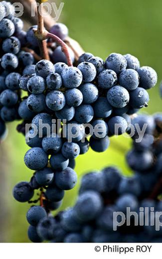 GRAPPE DE RAISIN ROUGE, CEPAGE CABERNET FRANC,  VIGNOBLE  AOC  MONTAGNE SAINT-EMILION, MONTAGNE, GIRONDE,AQUITAINE,  FRANCE. (33V39118.jpg)