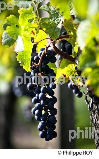 GRAPPE DE RAISIN ROUGE, CEPAGE CABERNET , AOC  MONTAGNE SAINT EMILION, VIGNOBLE DE BORDEAUX,  MONTAGNE, GIRONDE, AQUITAINE. (33V39119.jpg)