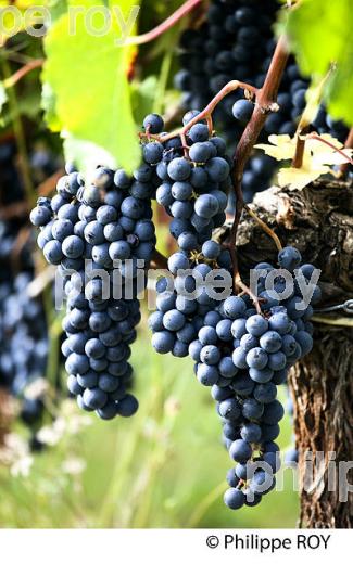GRAPPE DE RAISIN ROUGE, CEPAGE CABERNET , AOC  MONTAGNE SAINT EMILION, VIGNOBLE DE BORDEAUX,  MONTAGNE, GIRONDE, AQUITAINE. (33V39120.jpg)
