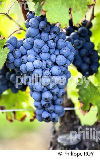 GRAPPE RAISIN ROUGE,  AOC  MONTAGNE SAINT-EMILION, MONTAGNE, GIRONDE,AQUITAINE,  FRANCE. (33V39122.jpg)