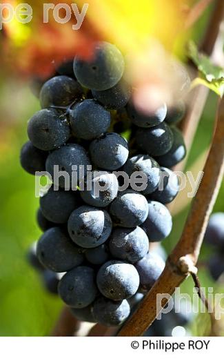 GRAPPE D ERAISIN ROUGE,  VIGNOBLE  AOC  MONTAGNE SAINT-EMILION, MONTAGNE, GIRONDE,AQUITAINE,  FRANCE. (33V39123.jpg)