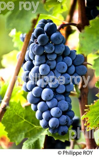 GRAPPE RAISIN ROUGE,  AOC  MONTAGNE SAINT-EMILION, MONTAGNE, GIRONDE,AQUITAINE,  FRANCE. (33V39124.jpg)
