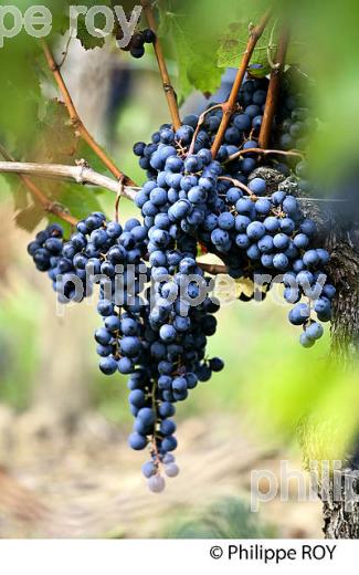 GRAPPE DE RAISIN ROUGE, CEPAGE CABERNET , AOC  MONTAGNE SAINT EMILION, VIGNOBLE DE BORDEAUX,  MONTAGNE, GIRONDE, AQUITAINE. (33V39126.jpg)