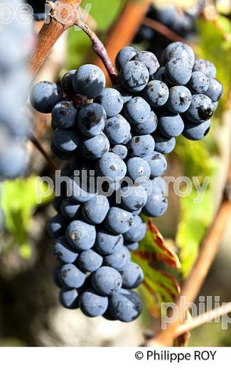 GRAPPE DE RAISIN ROUGE, CEPAGE CABERNET FRANC,  VIGNOBLE  AOC  MONTAGNE SAINT-EMILION, MONTAGNE, GIRONDE,AQUITAINE,  FRANCE. (33V39127.jpg)