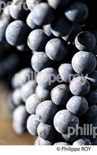 GRAPPE DE RAISIN ROUGE, CEPAGE CABERNET FRANC,  VIGNOBLE  AOC  MONTAGNE SAINT-EMILION, MONTAGNE, GIRONDE,AQUITAINE,  FRANCE. (33V39129.jpg)