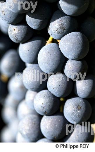 GRAPPE DE RAISIN ROUGE, CEPAGE CABERNET FRANC,  VIGNOBLE  AOC  MONTAGNE SAINT-EMILION, MONTAGNE, GIRONDE,AQUITAINE,  FRANCE. (33V39131.jpg)