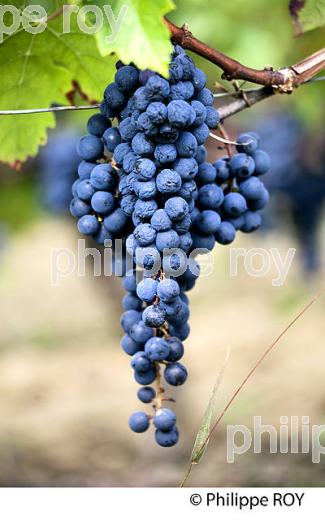 GRAPPE DE RAISIN ROUGE, CEPAGE CABERNET , AOC  MONTAGNE SAINT EMILION, VIGNOBLE DE BORDEAUX,  MONTAGNE, GIRONDE, AQUITAINE. (33V39136.jpg)