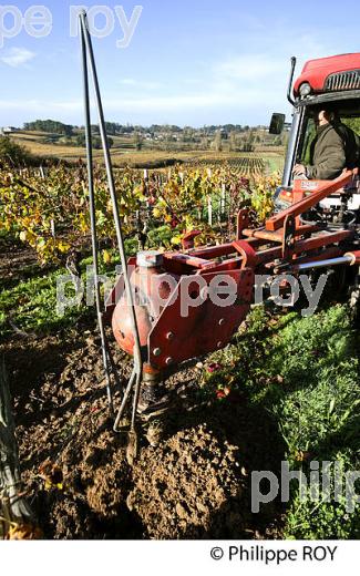 TARIERE POUR COMPLANTATION, ,  VIGNOBLE  AOC  MONTAGNE SAINT-EMILION, A L' AUTOMNE,  MONTAGNE, GIRONDE, AQUITAINE. (33V39207.jpg)