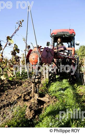 TARIERE POUR COMPLANTATION, ,  VIGNOBLE  AOC  MONTAGNE SAINT-EMILION, A L' AUTOMNE,  MONTAGNE, GIRONDE, AQUITAINE. (33V39208.jpg)