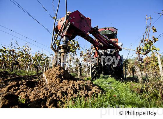 TARIERE POUR COMPLANTATION, ,  VIGNOBLE  AOC  MONTAGNE SAINT-EMILION, A L' AUTOMNE,  MONTAGNE, GIRONDE, AQUITAINE. (33V39213.jpg)