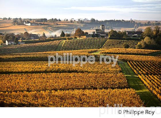 LE  VIGNOBLE  AOC  MONTAGNE SAINT-EMILION, A L' AUTOMNE,  MONTAGNE, GIRONDE, AQUITAINE. (33V39319.jpg)