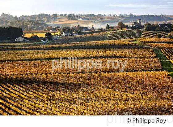 LE  VIGNOBLE  AOC  MONTAGNE SAINT-EMILION, A L' AUTOMNE,  MONTAGNE, GIRONDE, AQUITAINE. (33V39321.jpg)