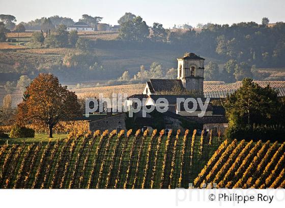 LE  VIGNOBLE  AOC  MONTAGNE SAINT-EMILION, A L' AUTOMNE,  MONTAGNE, GIRONDE, AQUITAINE. (33V39323.jpg)