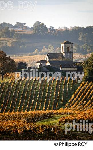 LE  VIGNOBLE  AOC  MONTAGNE SAINT-EMILION, A L' AUTOMNE,  MONTAGNE, GIRONDE, AQUITAINE. (33V39326.jpg)