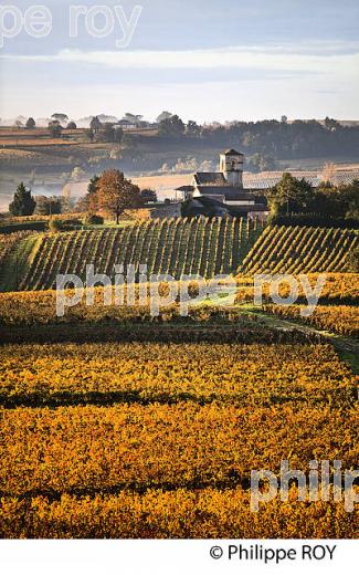 LE  VIGNOBLE  AOC  MONTAGNE SAINT-EMILION, A L' AUTOMNE,  MONTAGNE, GIRONDE, AQUITAINE. (33V39330.jpg)