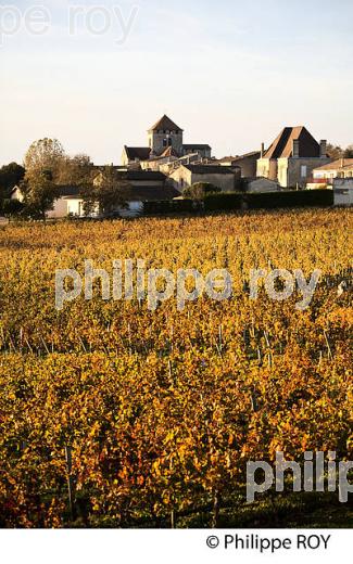 LE  VIGNOBLE  AOC  MONTAGNE SAINT-EMILION, A L' AUTOMNE,  MONTAGNE, GIRONDE, AQUITAINE. (33V39332.jpg)