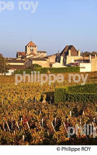 LE  VIGNOBLE  AOC  MONTAGNE SAINT-EMILION, A L' AUTOMNE,  MONTAGNE, GIRONDE, AQUITAINE. (33V39333.jpg)