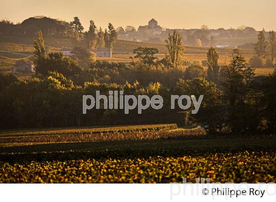 LE  VIGNOBLE  AOC  MONTAGNE SAINT-EMILION, A L' AUTOMNE,  MONTAGNE, GIRONDE, AQUITAINE. (33V39338.jpg)