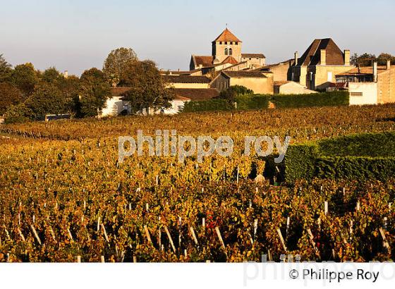 LE  VIGNOBLE  AOC  MONTAGNE SAINT-EMILION, A L' AUTOMNE,  MONTAGNE, GIRONDE, AQUITAINE. (33V39339.jpg)
