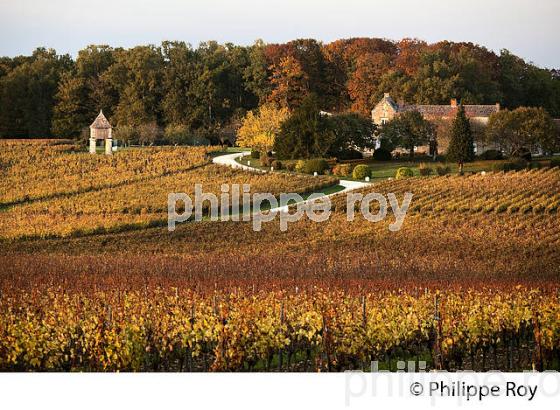 LE  VIGNOBLE  AOC  MONTAGNE SAINT-EMILION, A L' AUTOMNE,  MONTAGNE, GIRONDE, AQUITAINE. (33V39402.jpg)