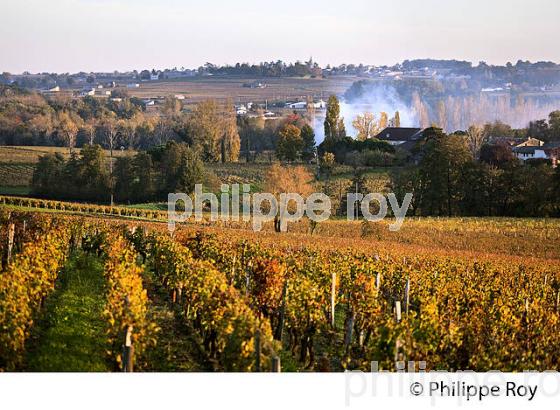 LE  VIGNOBLE  AOC  MONTAGNE SAINT-EMILION, A L' AUTOMNE,  MONTAGNE, GIRONDE, AQUITAINE. (33V39405.jpg)