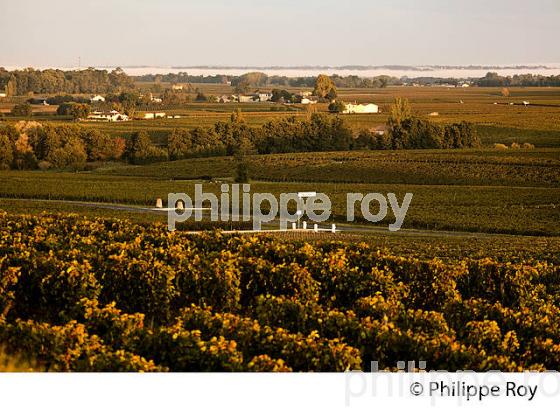 LE  VIGNOBLE  AOC  MONTAGNE SAINT-EMILION, A L' AUTOMNE,  MONTAGNE, GIRONDE, AQUITAINE. (33V39410.jpg)