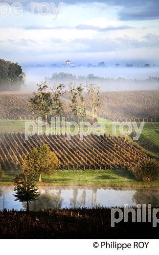 LE  VIGNOBLE  AOC  MONTAGNE SAINT-EMILION, A L' AUTOMNE,  MONTAGNE, GIRONDE, AQUITAINE. (33V39426.jpg)
