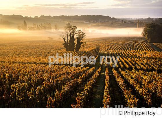 LE  VIGNOBLE  AOC  MONTAGNE SAINT-EMILION, A L' AUTOMNE,  MONTAGNE, GIRONDE, AQUITAINE. (33V39429.jpg)