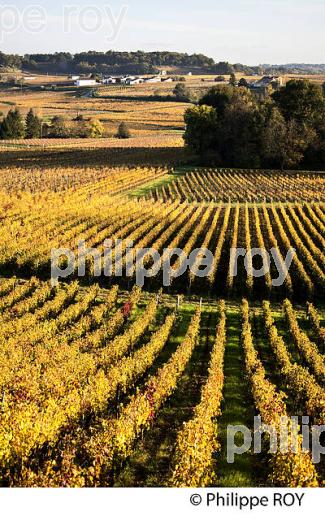 LE  VIGNOBLE  AOC  MONTAGNE SAINT-EMILION, A L' AUTOMNE,  MONTAGNE, GIRONDE, AQUITAINE. (33V39437.jpg)