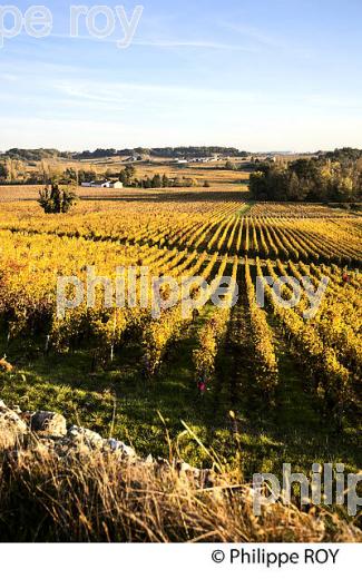 LE  VIGNOBLE  AOC  MONTAGNE SAINT-EMILION, A L' AUTOMNE,  MONTAGNE, GIRONDE, AQUITAINE. (33V39438.jpg)