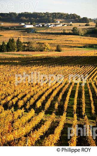 LE  VIGNOBLE  AOC  MONTAGNE SAINT-EMILION, A L' AUTOMNE,  MONTAGNE, GIRONDE, AQUITAINE. (33V39439.jpg)