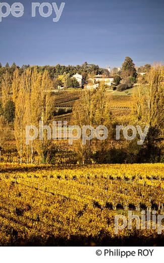 LE  VIGNOBLE  AOC  MONTAGNE SAINT-EMILION, A L' AUTOMNE,  MONTAGNE, GIRONDE, AQUITAINE. (33V39506.jpg)