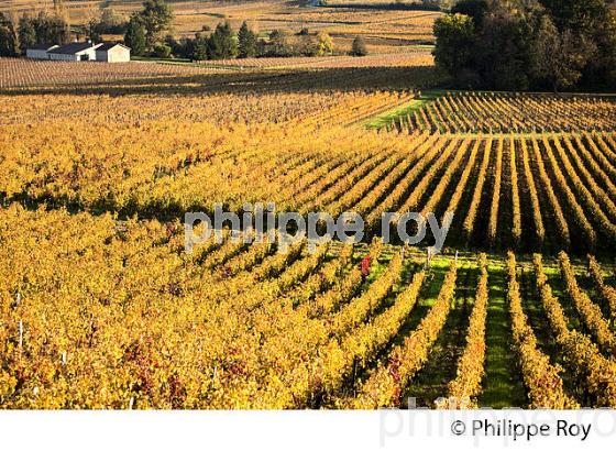 LE  VIGNOBLE  AOC  MONTAGNE SAINT-EMILION, A L' AUTOMNE,  MONTAGNE, GIRONDE, AQUITAINE. (33V39513.jpg)