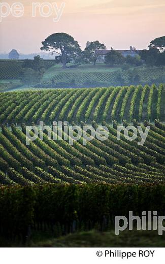 LE  VIGNOBLE  AOC  MONTAGNE SAINT-EMILION, A L' AUTOMNE,  MONTAGNE, GIRONDE, AQUITAINE. (33V39529.jpg)