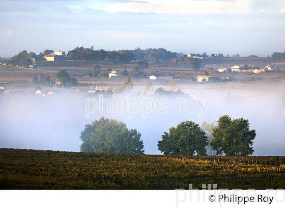 LE  VIGNOBLE  AOC  MONTAGNE SAINT-EMILION, A L' AUTOMNE,  MONTAGNE, GIRONDE, AQUITAINE. (33V39531.jpg)