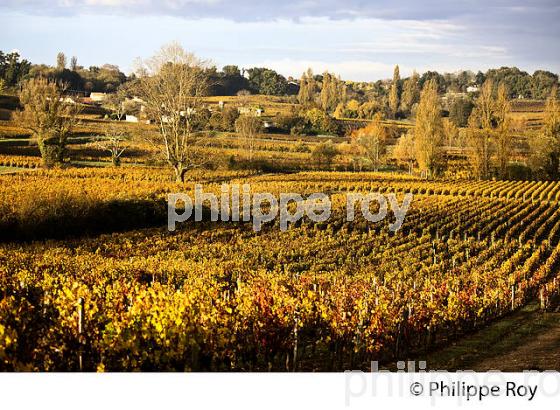 LE  VIGNOBLE  AOC  MONTAGNE SAINT-EMILION, A L' AUTOMNE,  MONTAGNE, GIRONDE, AQUITAINE. (33V39534.jpg)