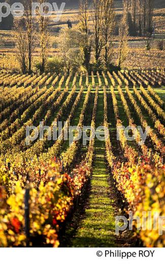 LE  VIGNOBLE  AOC  MONTAGNE SAINT-EMILION, A L' AUTOMNE,  MONTAGNE, GIRONDE, AQUITAINE. (33V39537.jpg)