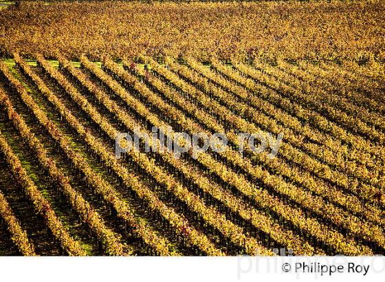 LE  VIGNOBLE  AOC  MONTAGNE SAINT-EMILION, A L' AUTOMNE,  MONTAGNE, GIRONDE, AQUITAINE. (33V39603.jpg)