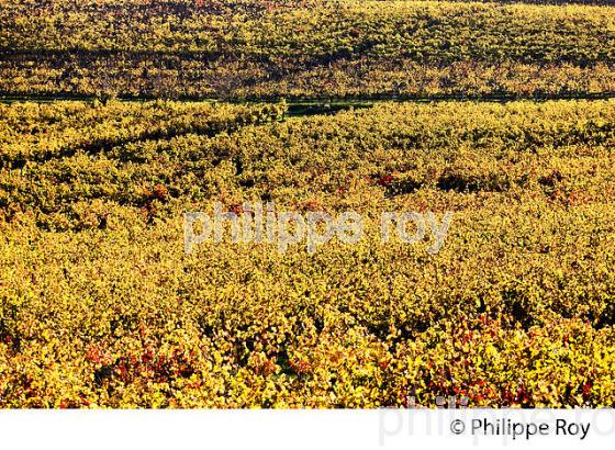 LE  VIGNOBLE  AOC  MONTAGNE SAINT-EMILION, A L' AUTOMNE,  MONTAGNE, GIRONDE, AQUITAINE. (33V39605.jpg)