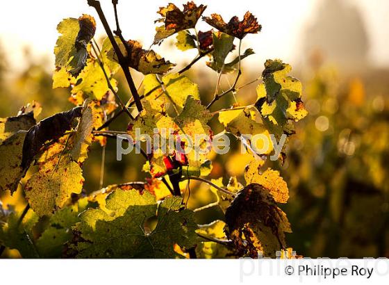 LE  VIGNOBLE  AOC  MONTAGNE SAINT-EMILION, A L' AUTOMNE,  MONTAGNE, GIRONDE, AQUITAINE. (33V39608.jpg)
