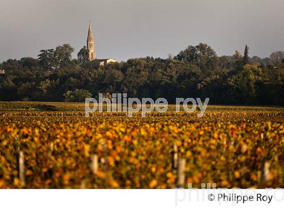 VIGNOBLE DE LA LANDE DE POMEROL ET CLOCHER , EGLISE DE NEAC, GIRONDE. (33V39609.jpg)