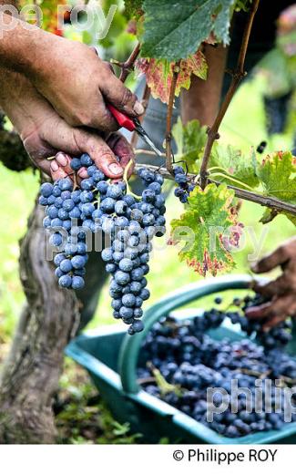 VENDANGES MANUELLES ,  VIGNOBLE  AOC  MONTAGNE SAINT-EMILION, MONTAGNE, GIRONDE,AQUITAINE,  FRANCE. (33V39635.jpg)