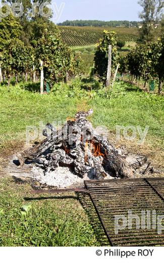 REPAS DE VENDANGE, CHATEAU FLEUR PLAISANCE, MONTAGNE SAINT EMILION, VIGNOBLE DE BORDEAUX,  MONTAGNE, GIRONDE, AQUITAINE. (33V39905.jpg)