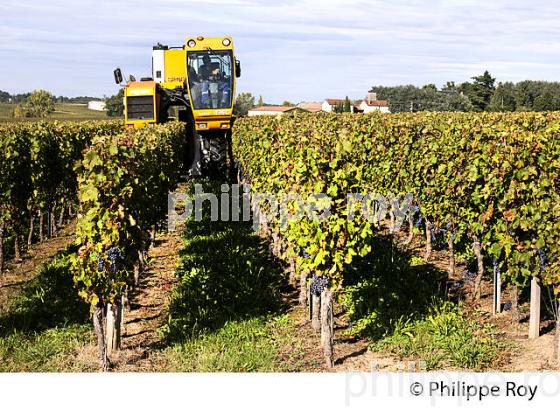 VENDANGE A LA MACHINE  DANS LE  VIGNOBLE  AOC  MONTAGNE SAINT-EMILION, MONTAGNE, GIRONDE,AQUITAINE,  FRANCE. (33V39919.jpg)
