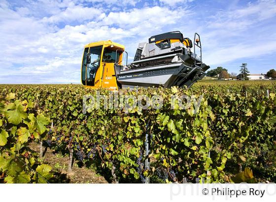 VENDANGE A LA MACHINE  DANS LE  VIGNOBLE  AOC  MONTAGNE SAINT-EMILION, MONTAGNE, GIRONDE,AQUITAINE,  FRANCE. (33V39920.jpg)